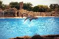 Loro Park, delfin-show